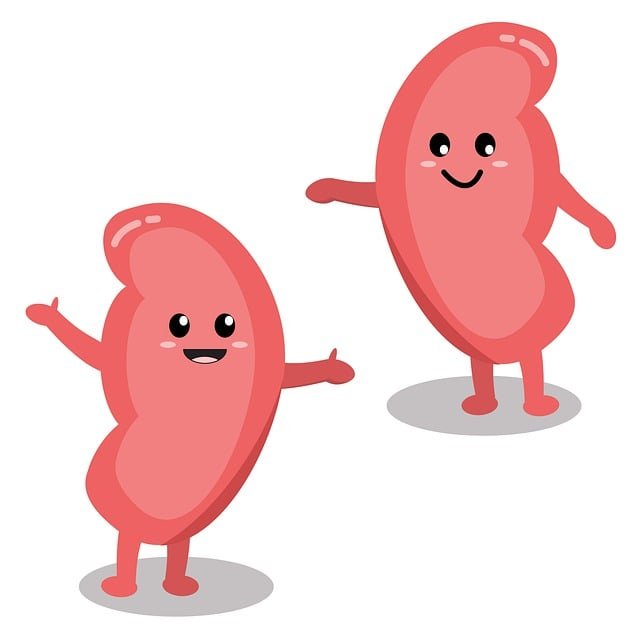 Kidneys Tamil