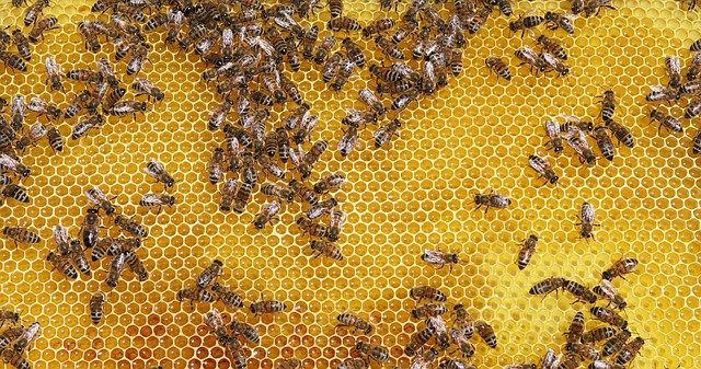 Honey Bee