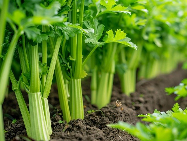 Coriander Leaf Benefits Tamil