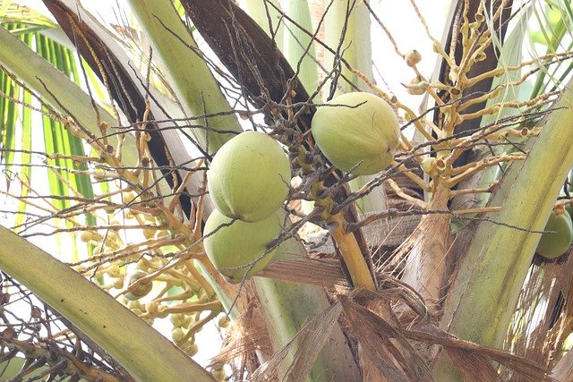 Coconut Benefits Tamil
