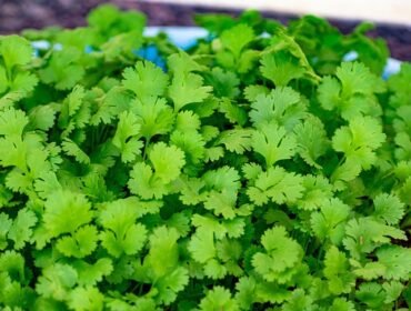 Coriander Leaf Benefits