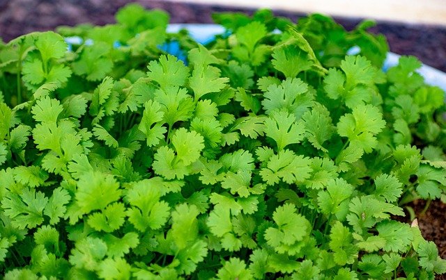 Coriander Leaf Benefits