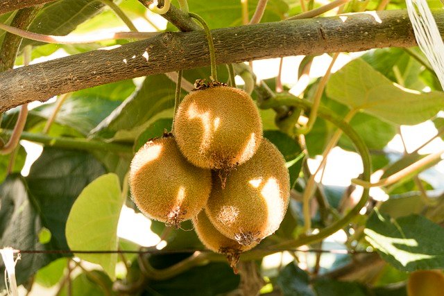 Kiwi Fruit