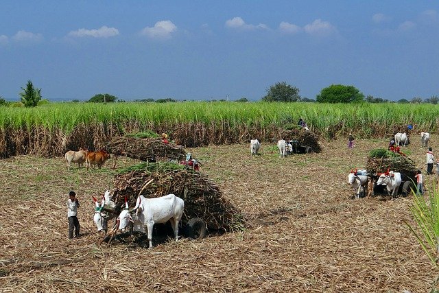 Sugarcane Juice