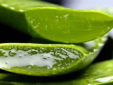 Aloe Vera