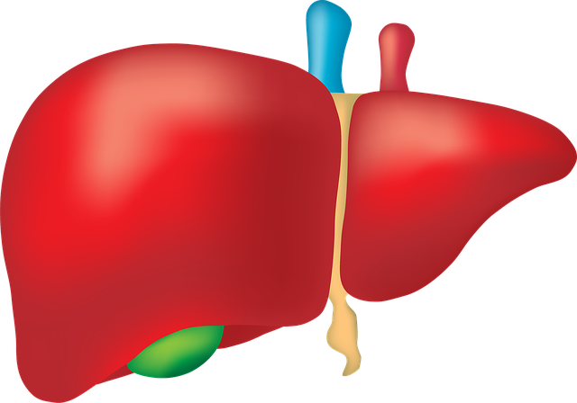 Liver