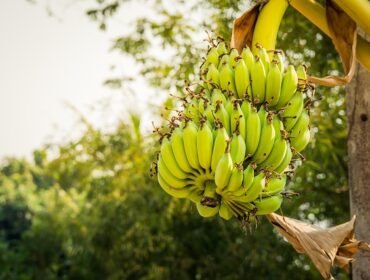Banana Benefits