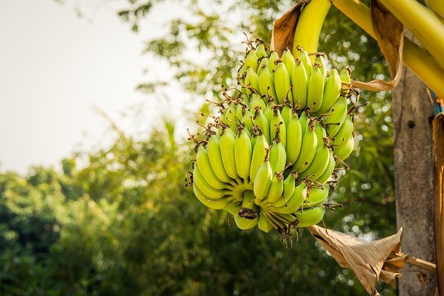 Banana Benefits