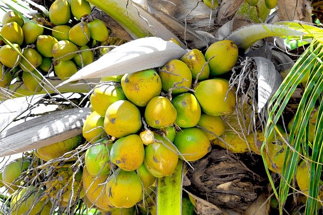 Coconut water