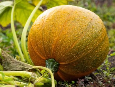 Pumpkin Tamil