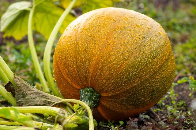 Pumpkin Tamil