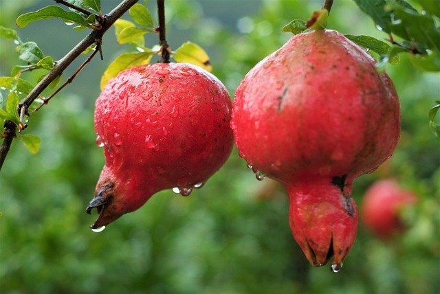 pomegranate Benefits