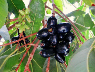 Naval Pazham
