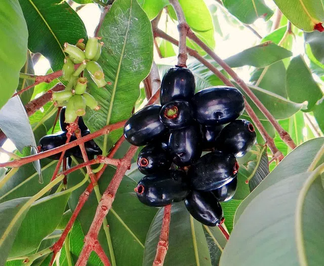 Naval Pazham