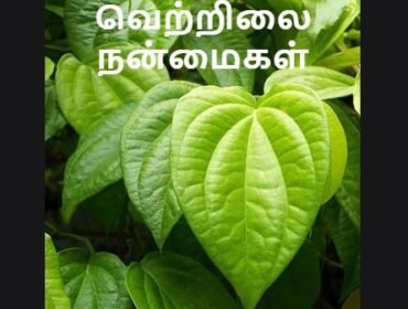 Betel Leaf Benefits Tamil