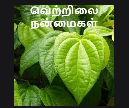 Betel Leaf Benefits Tamil