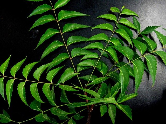 neem leaves benefits Tamil